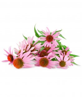 Semi di Echinacea - 1