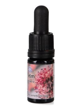 Elm Madre - Soluzione Madre - 1