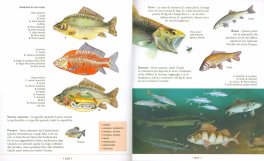 Enciclopedia Illustrata per Ragazzi — Libro - 4
