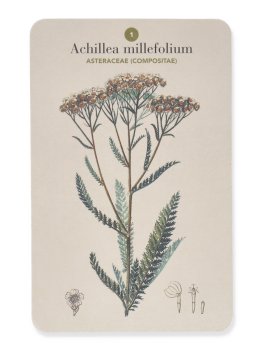 Erbario - Cofanetto con 101 Schede e 6 Divisori — Libro - 4
