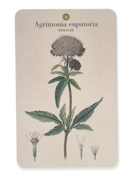 Erbario - Cofanetto con 101 Schede e 6 Divisori — Libro - 6