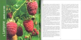 Erbario della Salute — Libro - 3