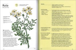 Erbe Aromatiche — Libro - 5