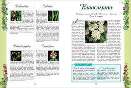 Erbe Buone per la Salute — Libro - 3