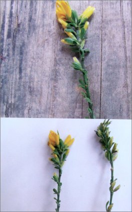 Erbe e Fiori di Montagna — Libro - 4