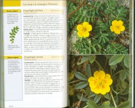 Erbe e Frutti Selvatici Commestibili — Libro - 3