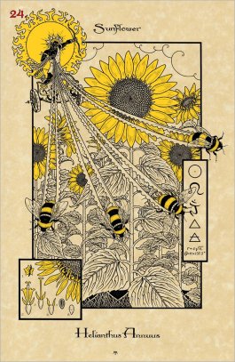 Erbe E Piante Magiche Oracolo. Piante Magiche Dal Giardino Della Strega - 5