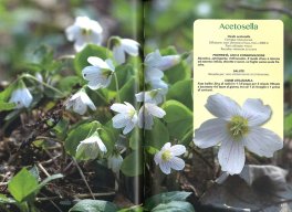 Erbe Medicinali — Libro - 3