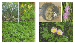 Erbe Piante Frutti — Libro - 3