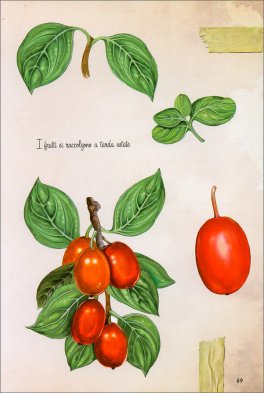 Erbe Selvatiche — Libro - 2