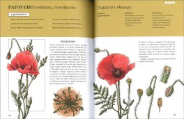Erbe Spontanee — Libro - 4