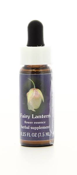 Fairy Lantern - Fiori californiani - 1