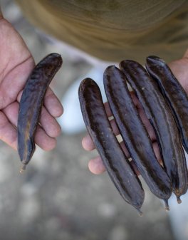 Farina di Polpa di Carrube di Sicilia Bio - 3