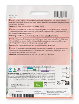 Fiore Annuale Dahlia - Fiore Annuale - 2