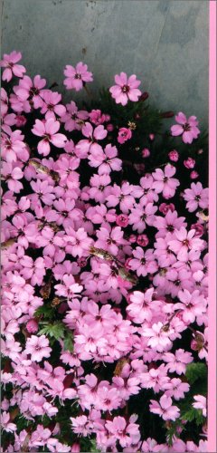 Fiori Alpini — Libro - 3