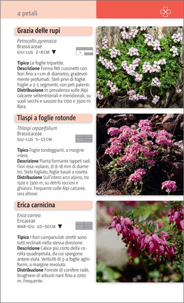 Fiori delle Alpi — Libro - 4