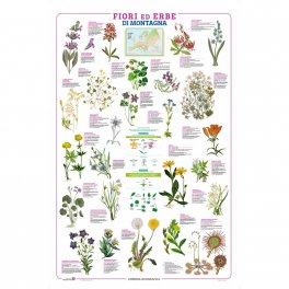 Fiori ed Erbe di Montagna - Poster — Poster - 1