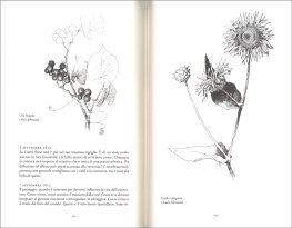 Fiori Selvatici — Libro - 3