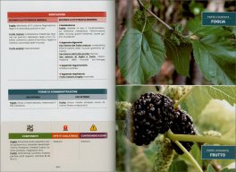 Fitoterapia Umorale - 100 Erbe della Salute — Libro - 3