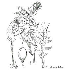 Flora d'Italia - 3 volumi — Libro - 3