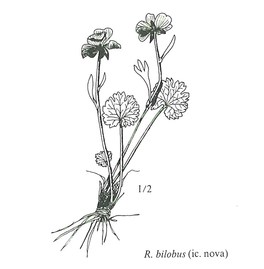 Flora d'Italia - 3 volumi — Libro - 6