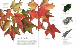 Flora — Libro - 3