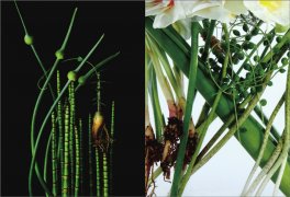 Florilegio — Libro - 2