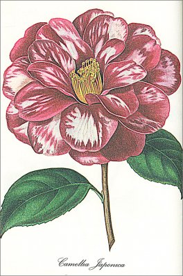 Flower Diary Thurbergia — Agenda - 2