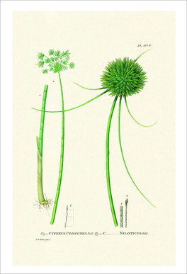 Flower Plates - 6 Stampe Botaniche - Flore d'Oware et de Bénin, en Afrique — Libro - 3