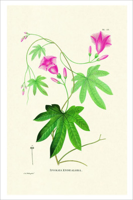 Flower Plates - 6 Stampe Botaniche - Flore d'Oware et de Bénin, en Afrique — Libro - 5