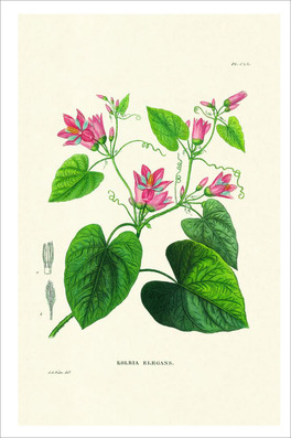 Flower Plates - 6 Stampe Botaniche - Flore d'Oware et de Bénin, en Afrique — Libro - 6