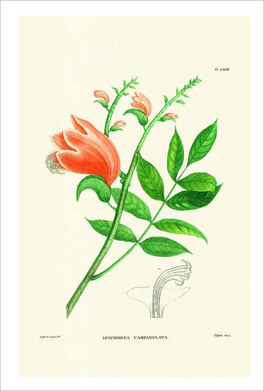 Flower Plates - 6 Stampe Botaniche - Flore d'Oware et de Bénin, en Afrique — Libro - 8