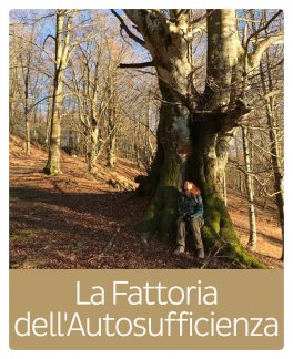 Forest Bathing: un bagno di foresta per riequilibrare corpo, mente e spirito