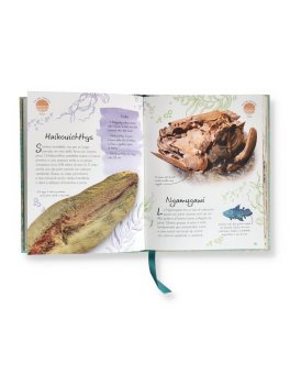 Fossili — Libro - 5