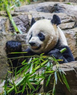 Panda Foulard  - Sciarpa 100% Bamboo - 6