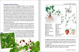 Fragole e Frutti di Bosco — Libro - 5