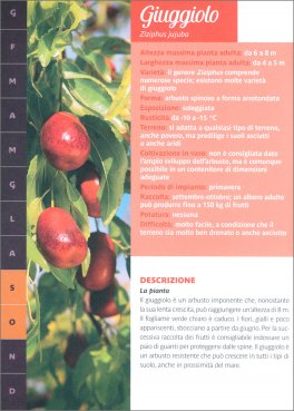 Frutti Tutto l'Anno — Libro - 3