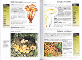 Funghi - Guide Compact — Libro - 2