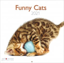 Funny Cats - 2021