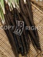 G402 - Scorzonera Hispanica - Verbeterde Reuzen Nietschierts 25 gr