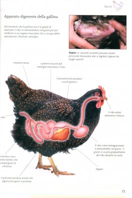 Galline Cura e Razze — Libro - 3
