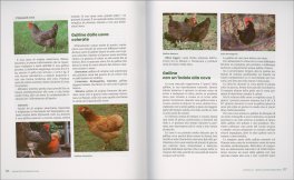 Galline Felici in Permacultura — Libro - 3
