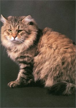 Gatti — Libro - 2