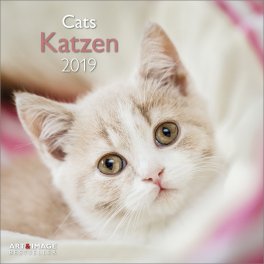 Gatti - Calendario 2019