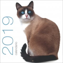 Gatti - Calendario da Muro 2019