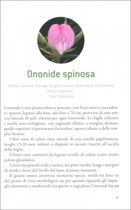 Gemme e Germogli — Libro - 4