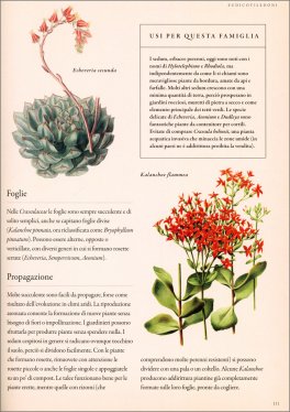Genealogia delle Piante — Libro - 3