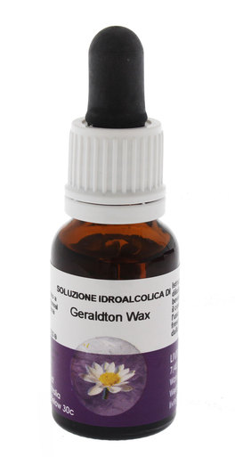 Geraldton Wax - Fiori australiani - 1