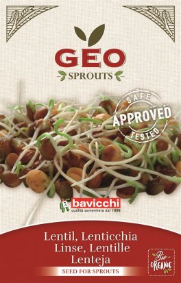 Germogli di Lenticchia - 1