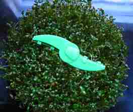 Germogliatore  - Freshlife 3000 Automatic Sprout - 3